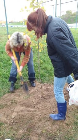 В Витебске расширяется инициатива БХД по посадке деревьев (фото)
