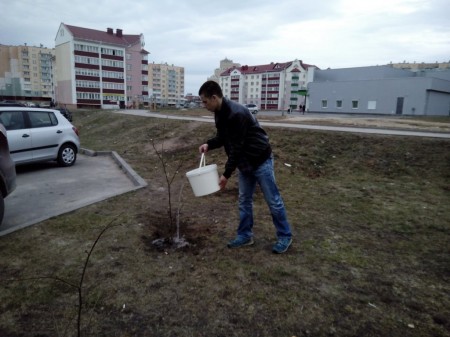 В Витебске в новых микрорайонах Билево жители посадили молодые деревя возле своих домов