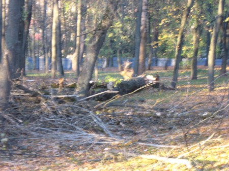 У Віцебску прыпынілі будаўніцтва на месцы парку (фота)