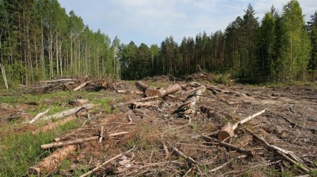 Беларускія хрысціянскія дэмакраты пачалі кампанію ў абарону беларускага лесу